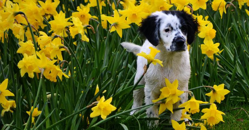 Siete consejos para cuidar a tu perro en primavera