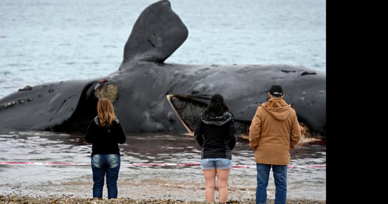 Ya son 15 las ballenas muertas en Peniacutensula de Valdeacutes 