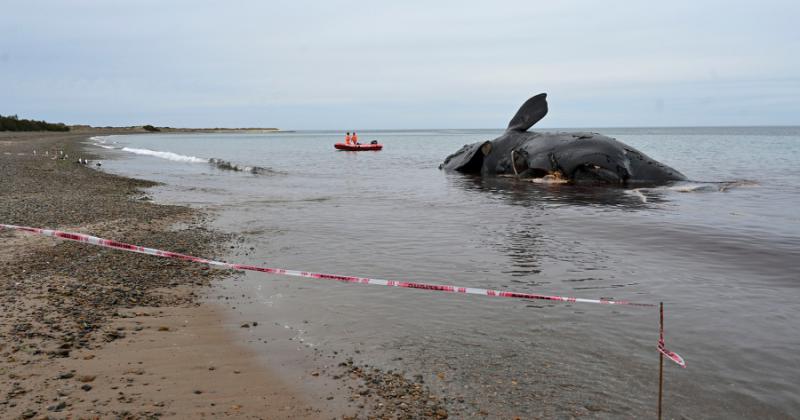 Ya son 15 las ballenas muertas en Peniacutensula de Valdeacutes 