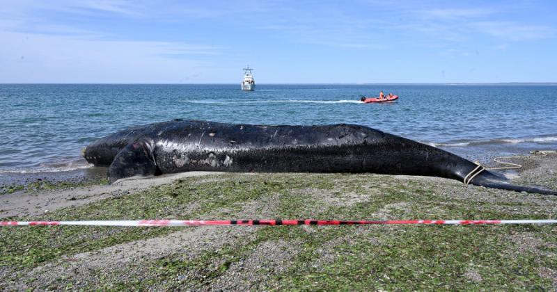 Ya son 15 las ballenas muertas en Peniacutensula de Valdeacutes 