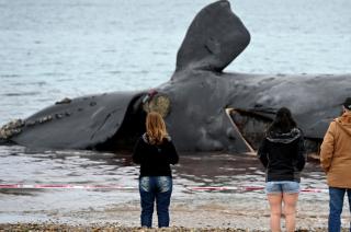 Ya son 15 las ballenas muertas en Peniacutensula de Valdeacutes 