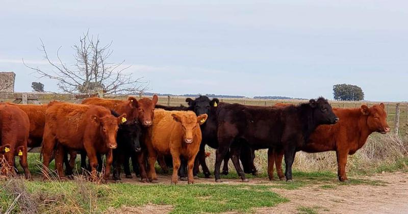 La nutricioacuten de precisioacuten la nueva apuesta productiva de la familia Camio 