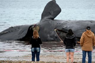 Encontraron tres nuevos cadaacuteveres y ya suman 18 las ballenas muertas