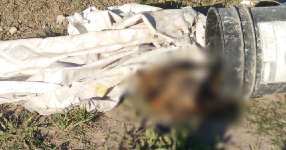 Otra vez un barrio como basural- Denuncian que arrojan animales muertos en Villa Aurora