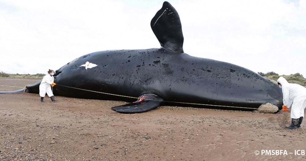 Hasta el momento son 30 las ballenas muertas en el Golfo Nuevo