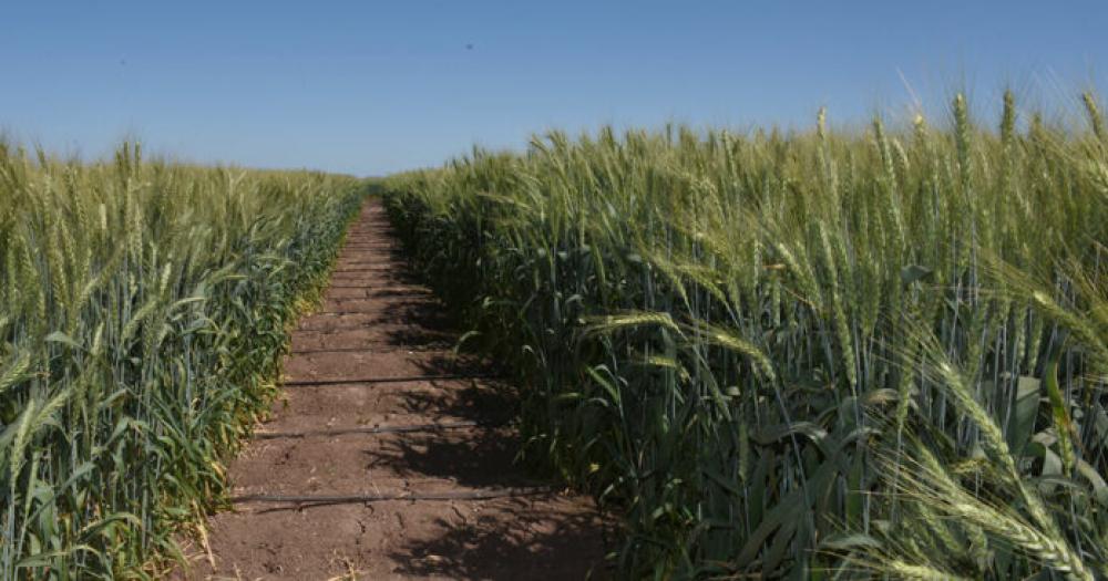 La sequiacutea no para y analistas preveacuten la peor cosecha de trigo en siete antildeos