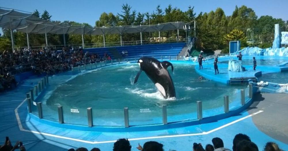 Presentan un proyecto de ley para prohibir espectaacuteculos de animales marinos en cautiverio