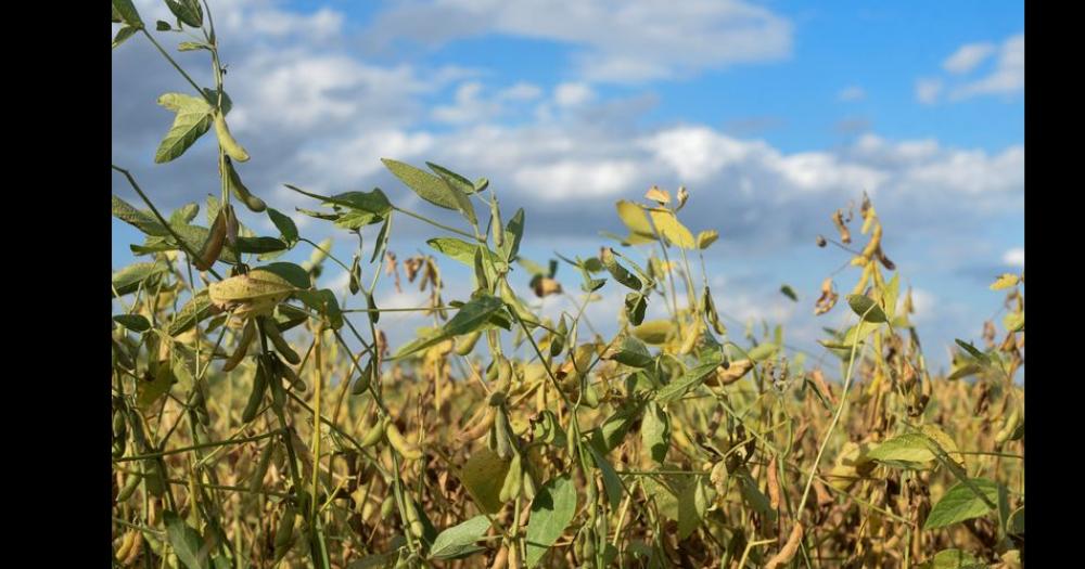 La Sociedad Rural advirtioacute que la sequiacutea es criacutetica y le reclamoacute medidas al Gobierno 