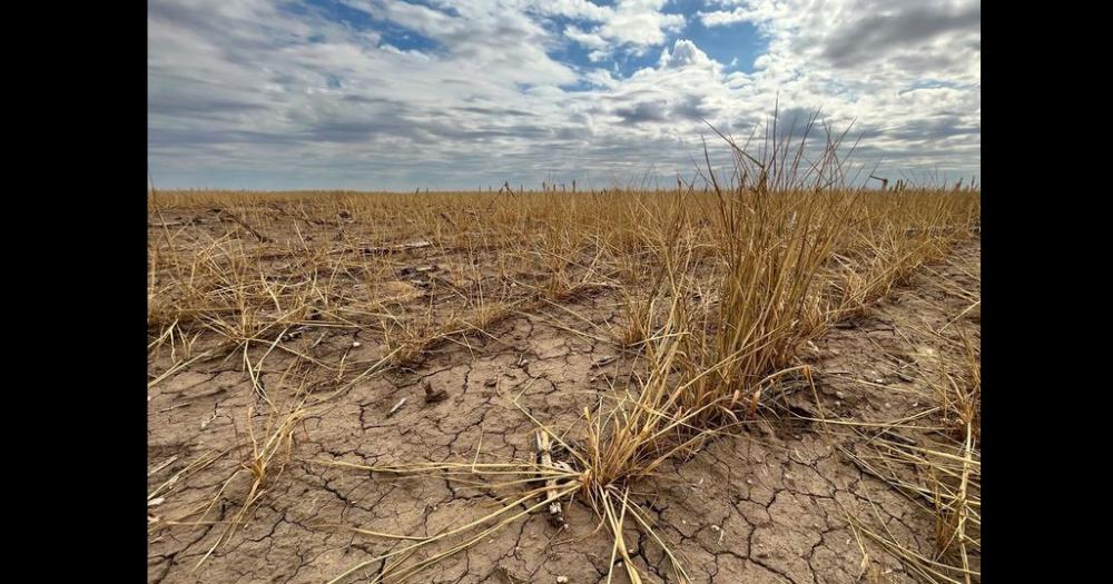 La Sociedad Rural advirtioacute que la sequiacutea es criacutetica y le reclamoacute medidas al Gobierno 