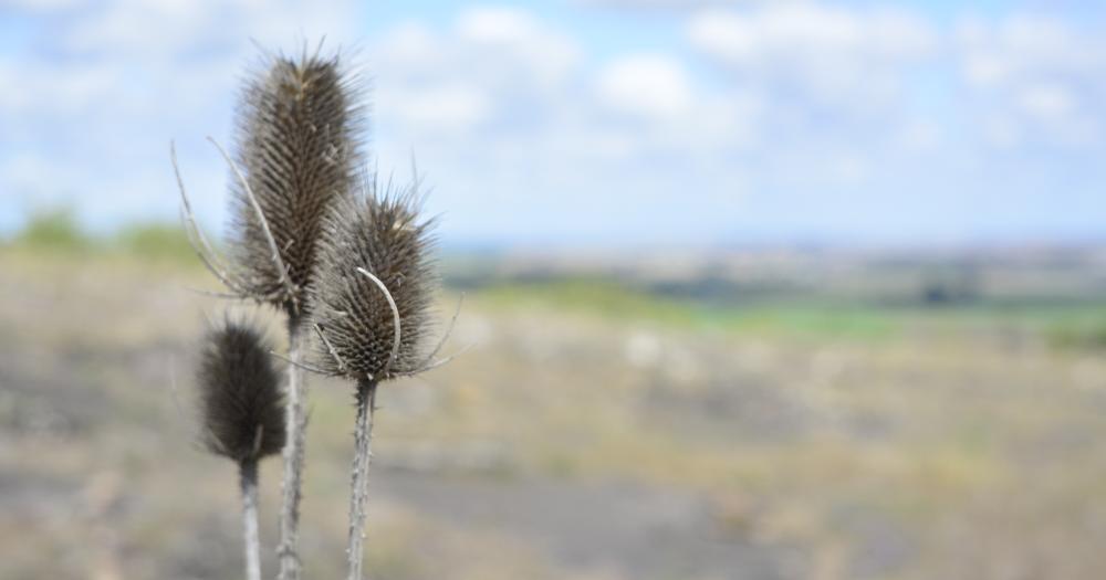 Sequiacutea en el campo- aseguran que la merma de rendimiento podriacutea llegar a un 45-en-porciento-