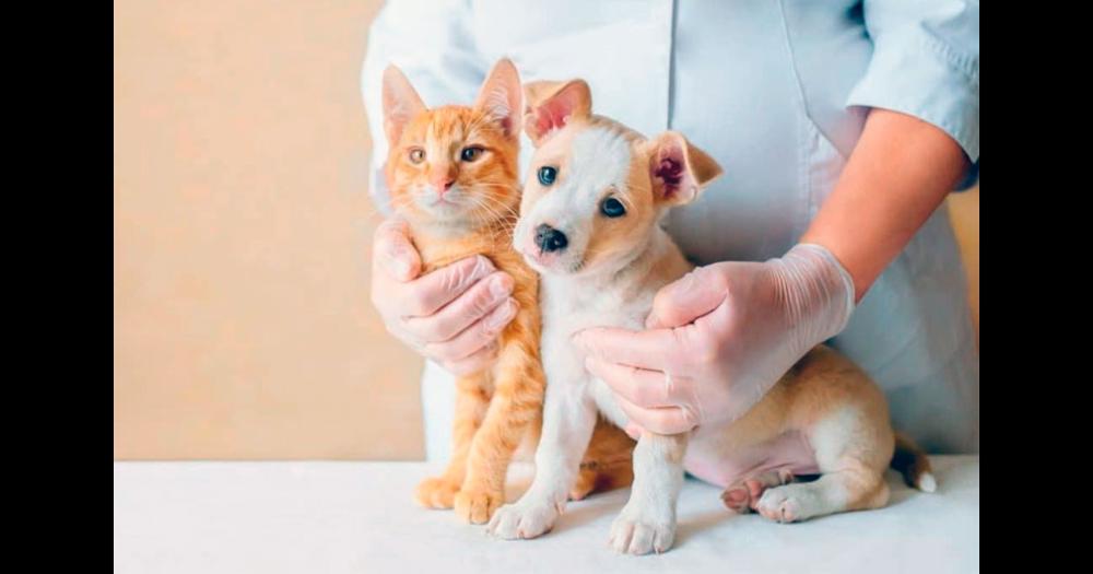 La campaña de vacunación es para caninos y felinos y se extiende hasta fines de noviembre