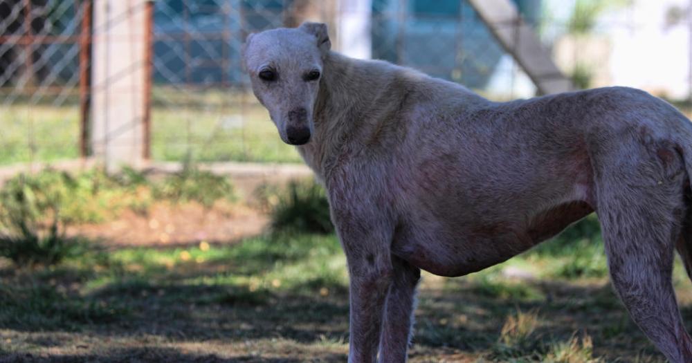 AdoptaUnGalgo- Conoceacute a Bianca