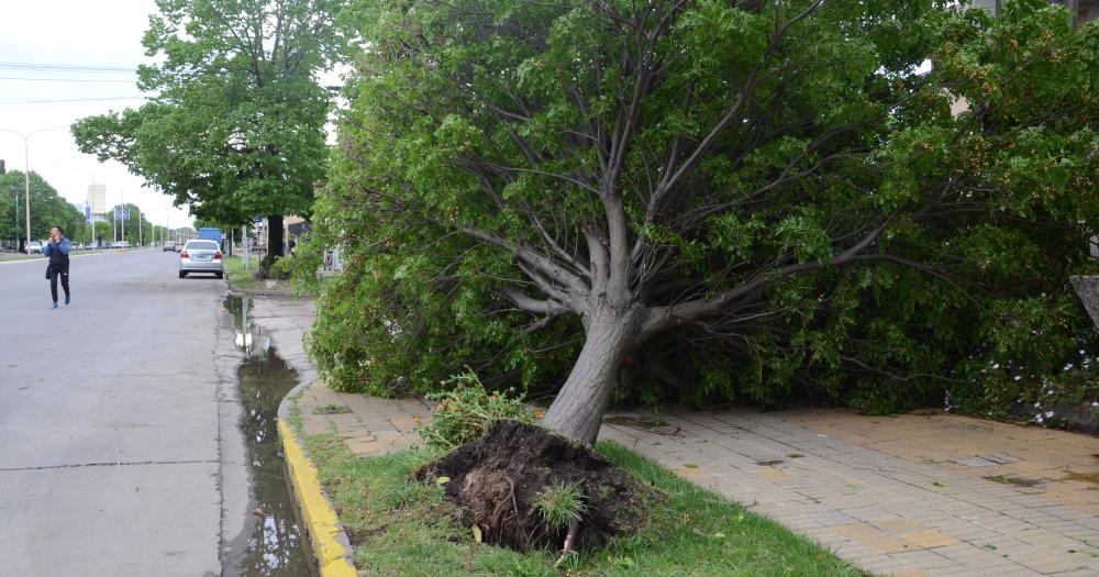 Las raacutefagas de viento de hasta 82 km la hora provocaron dantildeos materiales