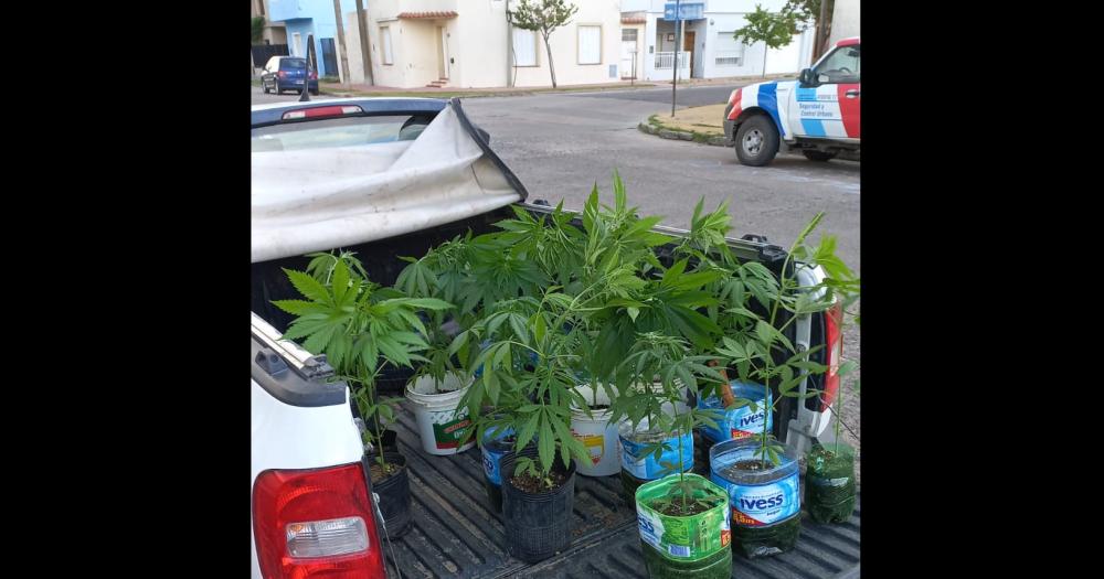 Cruzoacute un semaacuteforo en rojo y le detectaron numerosas plantas de marihuana