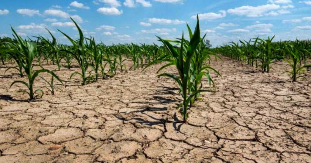 Hay siete millones de hectaacutereas en el paiacutes afectadas por la severa sequiacutea