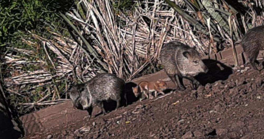 Nacieron Pecariacutees de Collar en el Bioparque Municipal La Maacutexima