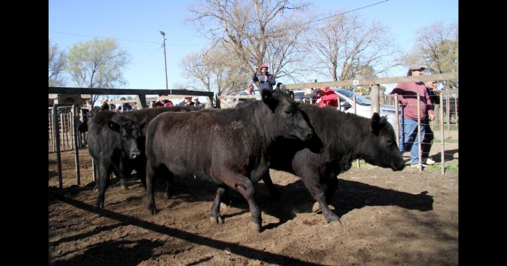 Los Arzoz le devolvieron la feria a Tres Arroyos