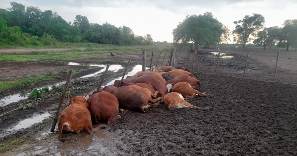 Formosa- un rayo matoacute a 65 terneros en un corral 