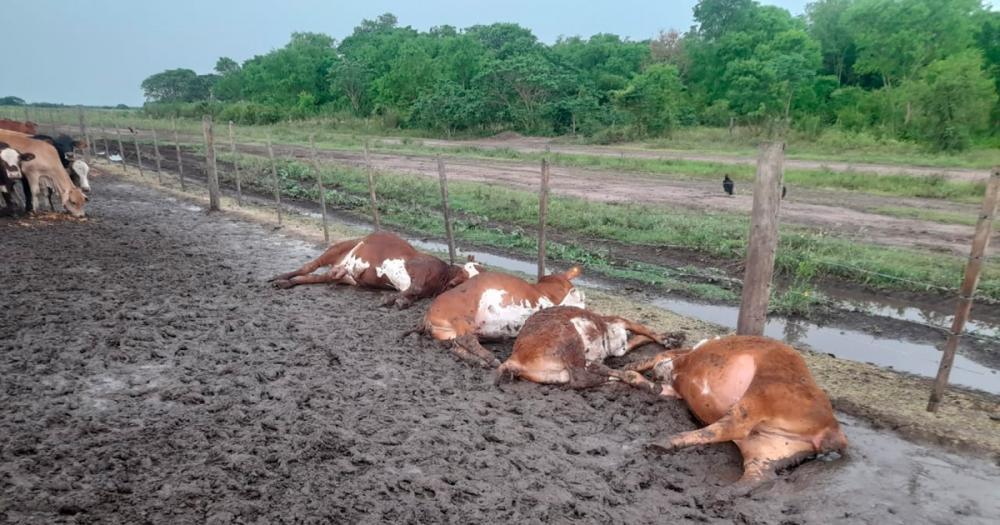 Formosa- un rayo matoacute a 65 terneros en un corral 