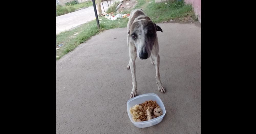 Buscan traacutensito urgente para que un perro no vuelva a la calle