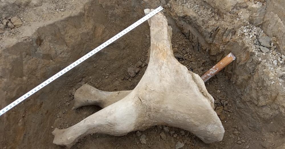 Hallaron una pelvis de un perezoso gigante en excavaciones paleontoacutelogicas el Salto de Piedra