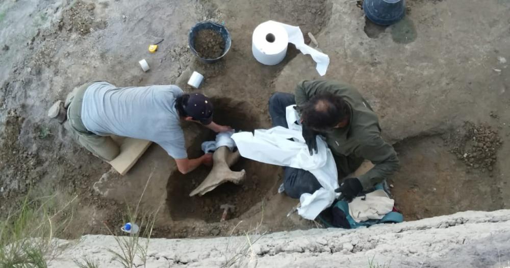 Hallaron una pelvis de un perezoso gigante en excavaciones paleontoacutelogicas el Salto de Piedra