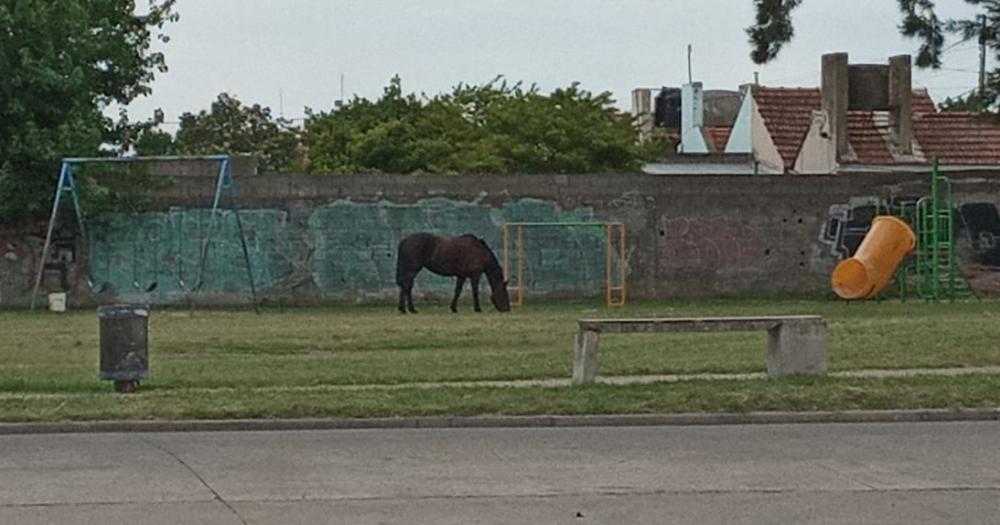 Vecinos preocupados por la presencia de un caballo en una plaza