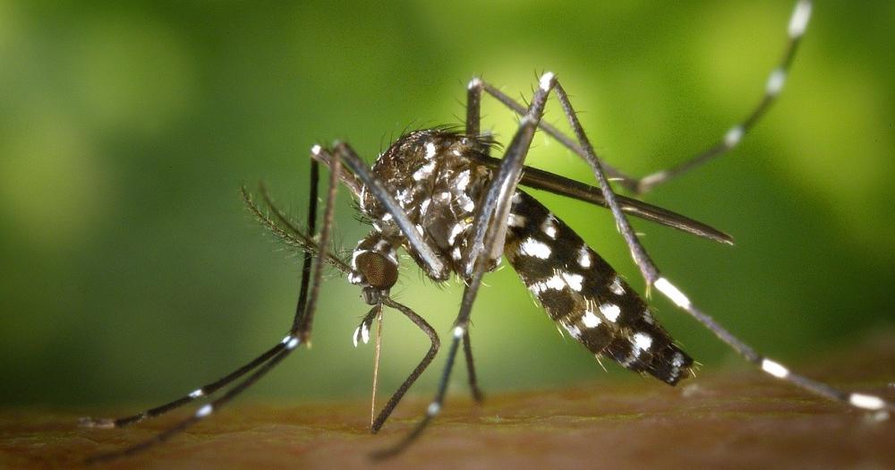 Dengue- prevencioacuten y cuidados especiales para la temporada de verano