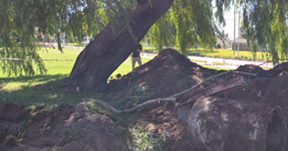 Removieron dos aacuterboles en la zona del arroyo Tapalqueacute para realizar obras hidraacuteulicas