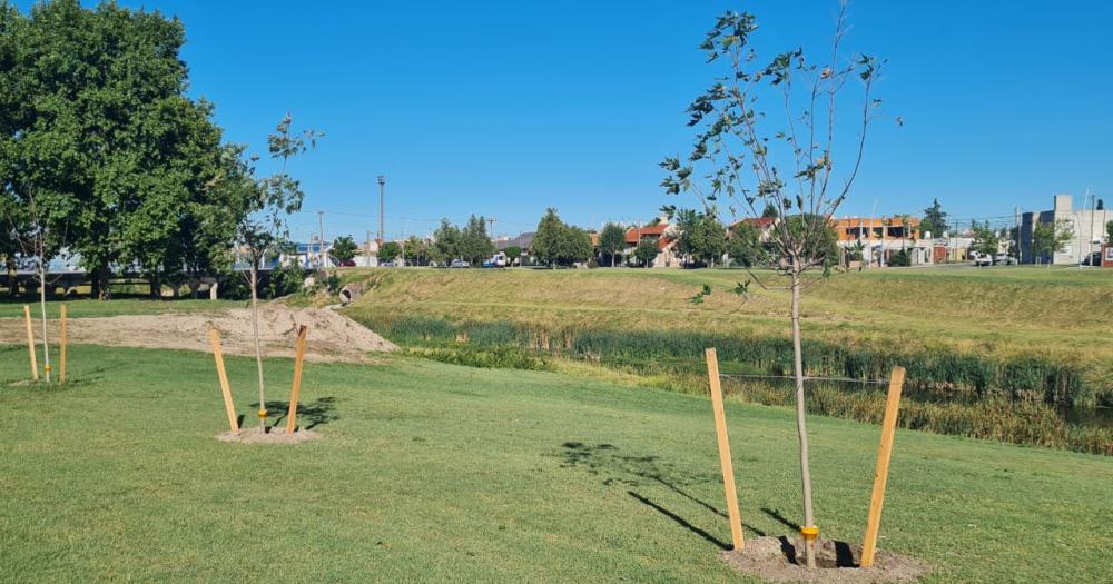 Tras las quejas de los vecinos replantaron cinco aacuterboles en Parque Mitre