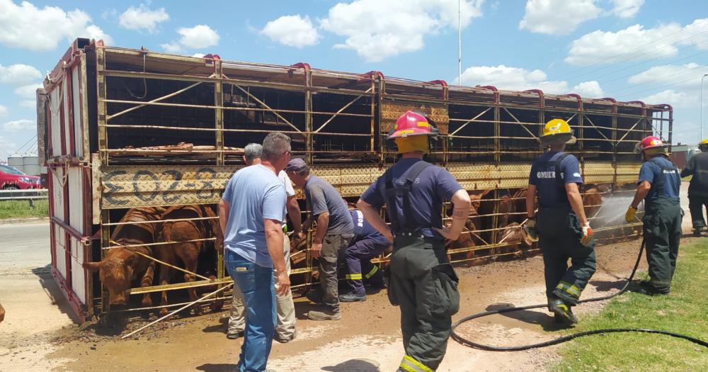 Volcoacute un camioacuten que transportaba casi cien novillos en la rotonda de Cerro Negro