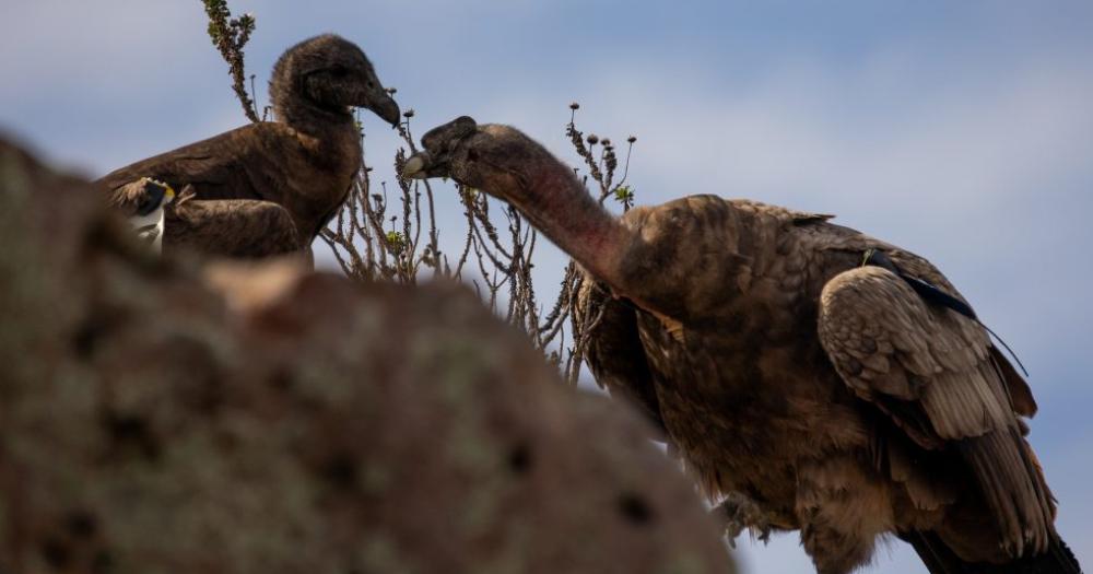 Nacioacute un pichoacuten de coacutendor andino en el Bioparque La Maacutexima