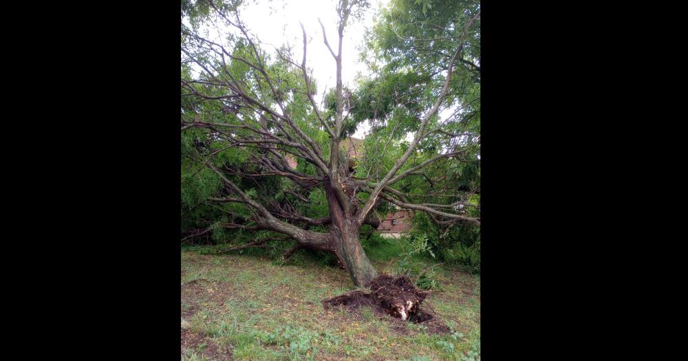 La tormenta provocoacute voladuras de techo y caiacuteda de plantas