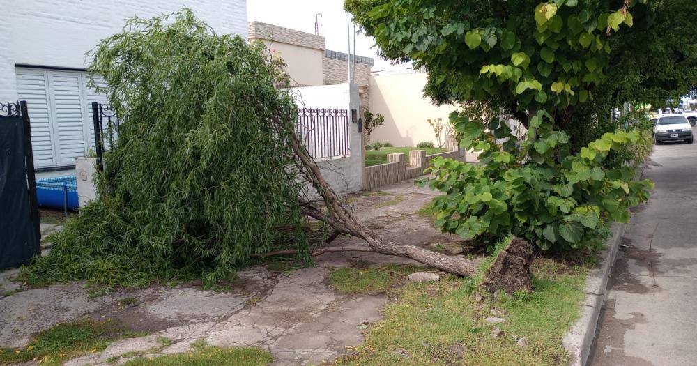 La tormenta provocoacute voladuras de techo y caiacuteda de plantas