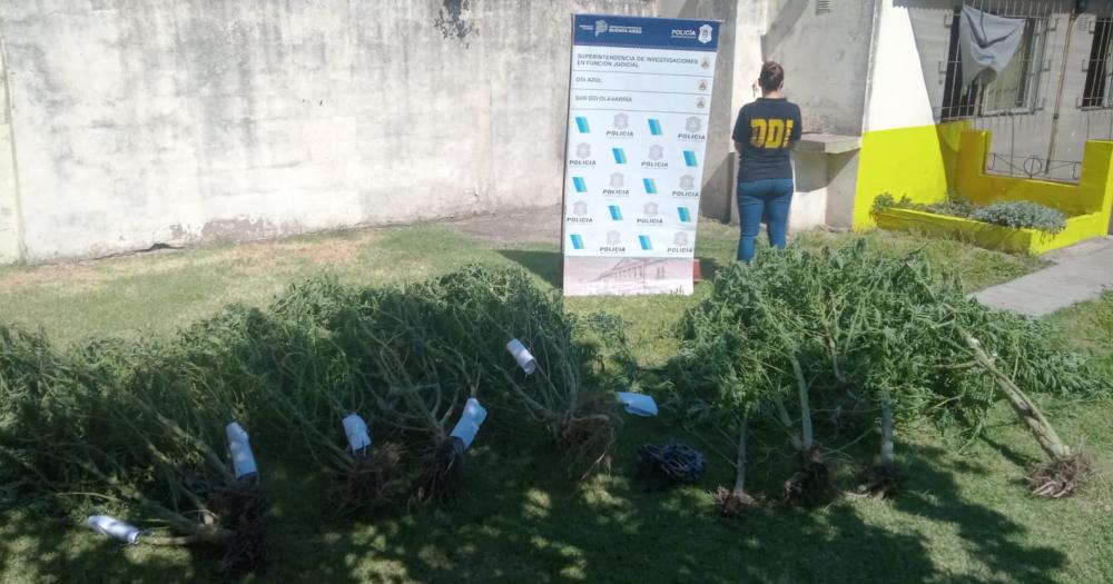 Encontraron numerosas plantas de marihuana en un allanamiento por hurto