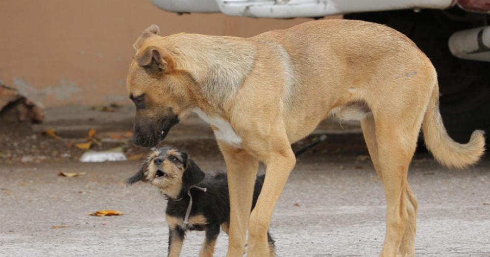 Diacutea Mundial de la Esterilizacioacuten Animal