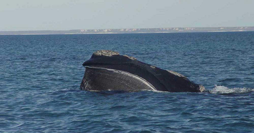 Investigador participoacute de un estudio que descifra los movimientos de las ballenas francas australes