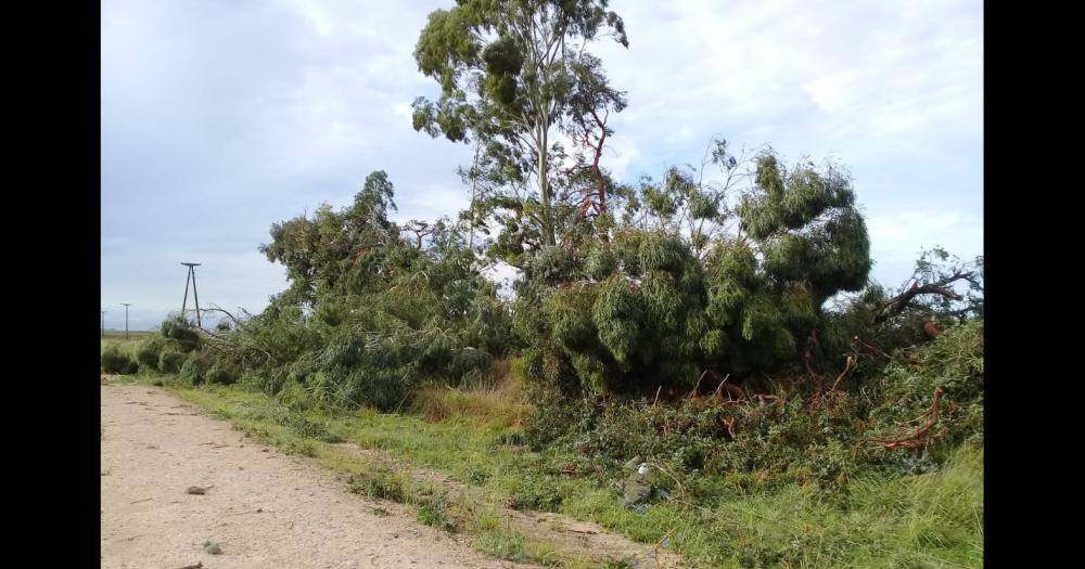 Fuertes raacutefagas de viento dejaron sin servicio eleacutectrico a Santa Luisa