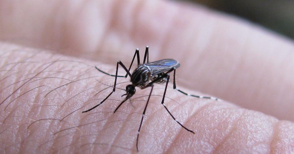 Ya hay 25 casos confirmados de dengue y 44 de chikungunya en la provincia de Buenos Aires