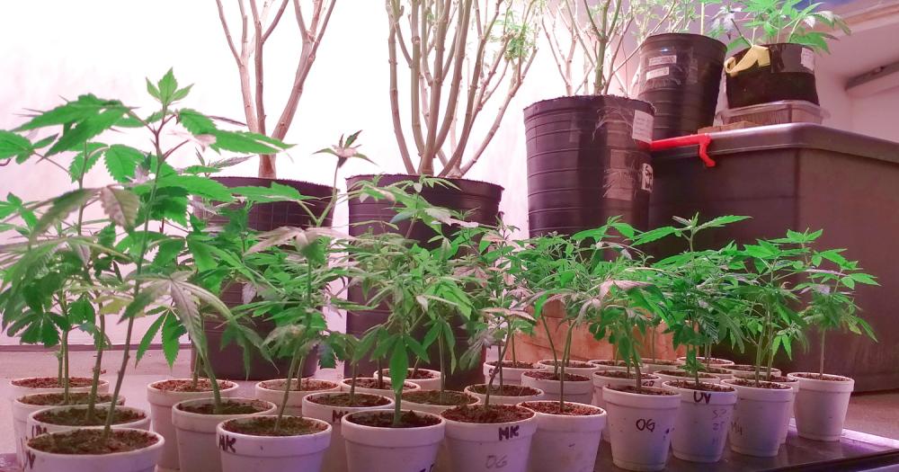 Desde el proyecto Universidad y Cannabis donan esquejes a personas con Reprocann