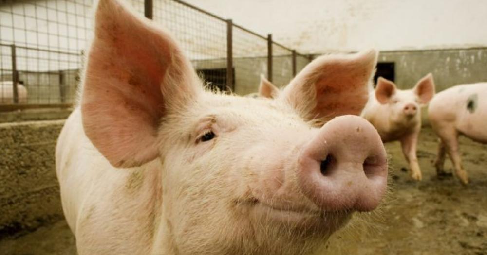 Tandil- detectan un caso de triquinosis y decomisan 90 kilos de carne de cerdo