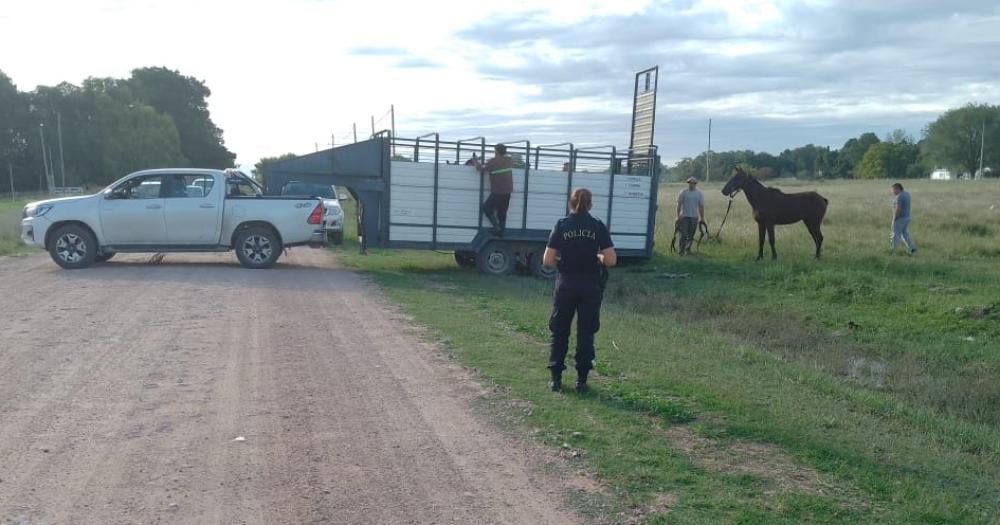 Personal policial encontroacute a nueve caballos que habiacutean sido robados