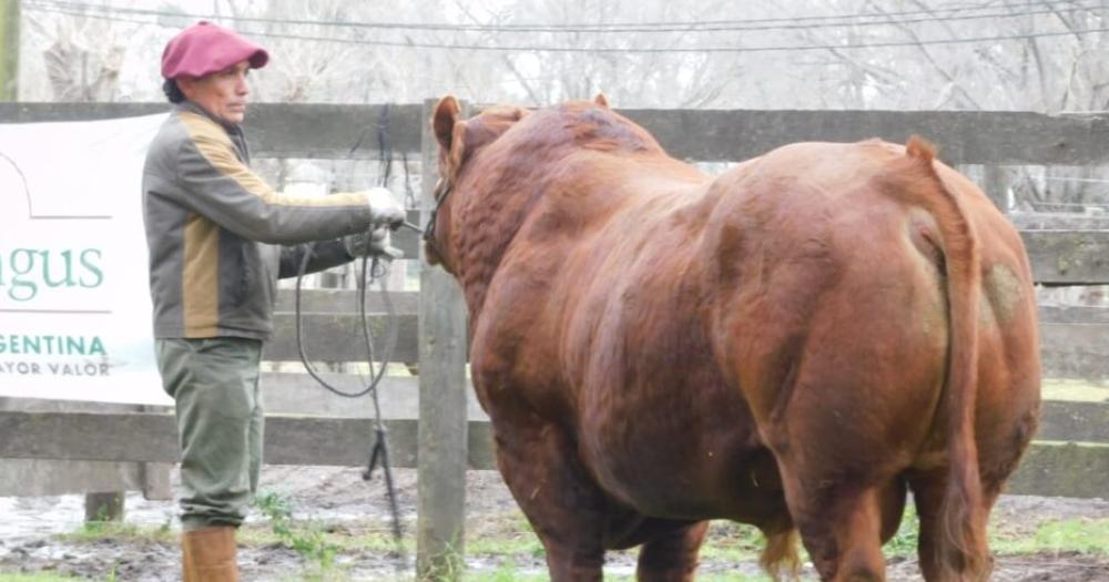 Limangus La Raza Argentina que estuvo en Expoagro y se prepara para la Expo de Otontildeo 