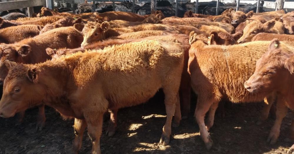 Neacutestor I Goenaga y Azul Ganadera vendieron 6 mil cabezas en el 16o Destete Angus y sus Cruzas