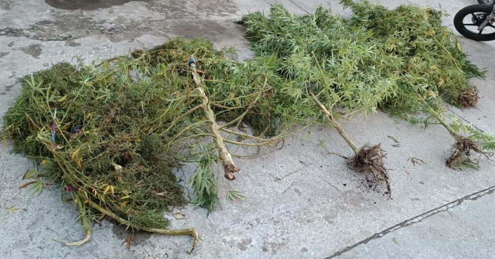 Secuestraron cuatro plantas de marihuana en un allanamiento