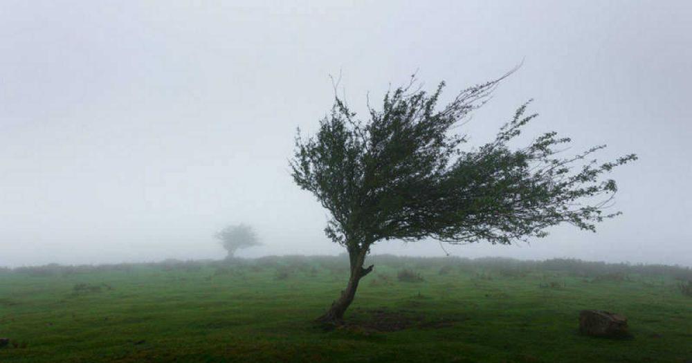 Alerta por vientos en el interior de la provincia- las raacutefagas alcanzaraacuten los 65 kmh