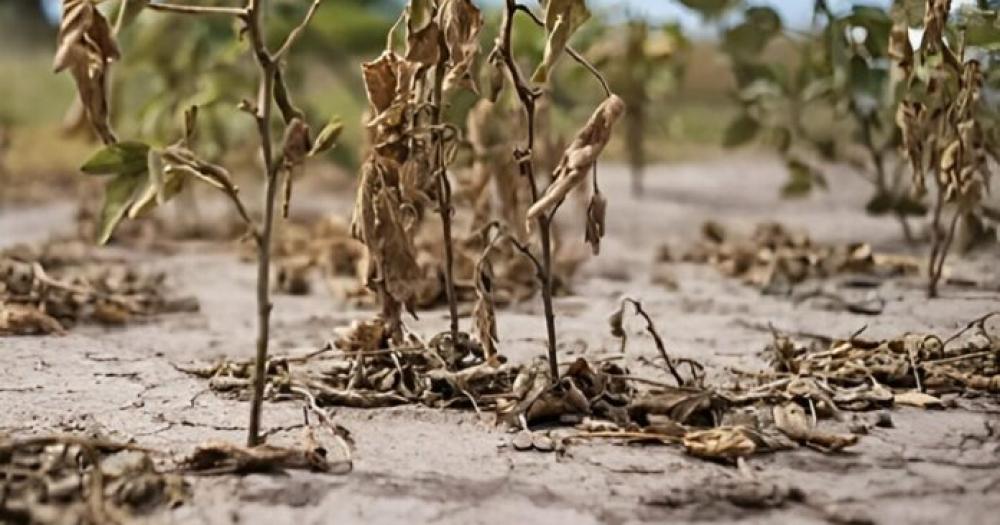 Por la sequiacutea el ingreso de doacutelares de la agroindustria cayoacute a niveles reacutecord