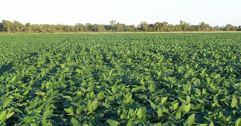 Carbap rechazoacute el doacutelar agro porque es una medida injusta y cortoplacista