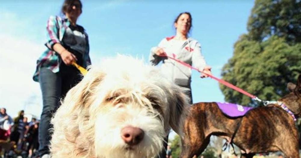 Reclaman una ley para que las mascotas sean reconocidas legalmente como parte de la familia