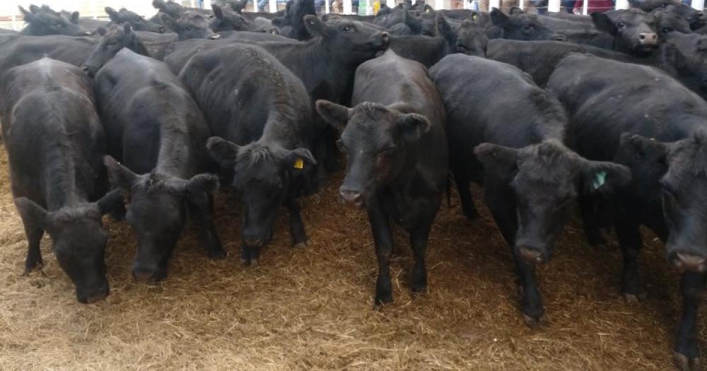 Colombo y Magliano con Germaacuten Alberdi vendieron 1400 vacunos en abril en la Rural